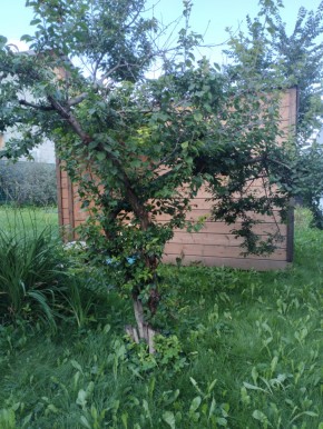Коллективный сад номер 7, участок 58 в Новороссийске - novorossijsk.yutvil.ru - фото 28